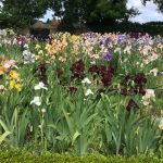 Bearded irises at Marshgate