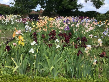 Bearded irises at Marshgate