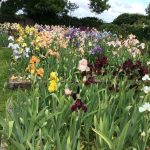 Award Winning Bearded Irises