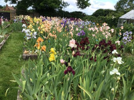 Award Winning Bearded Irises