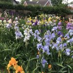 Bearded Irises at Marshgate