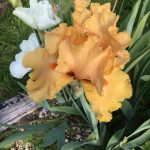 Orange tan Bearded Iris 2022