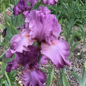 Purple Bearded Iris Philippa Hobart