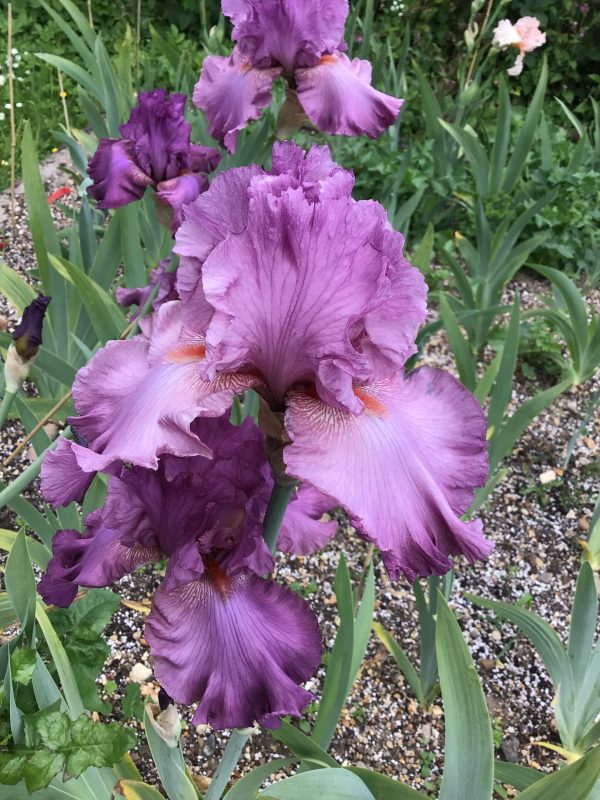 Purple Bearded Iris Philippa Hobart