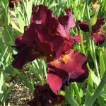 Red Grouse One of Our Award Winning Bearded Irises