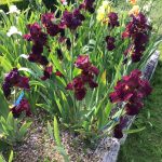 Red Grouse One of our Award Winning Bearded Irises