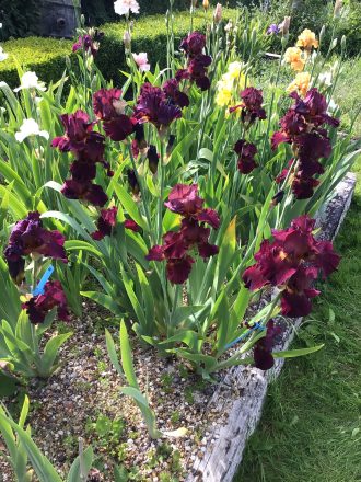 Red Grouse One of our Award Winning Bearded Irises
