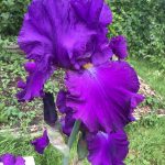 New Purple Bearded Iris