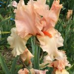 Shirley Evelyn Hadfield One of our award Winning Bearded Irises