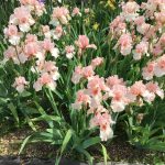 Unusual Pink Group of Bearded Irises