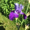 Mixed Purple Bearded Iris