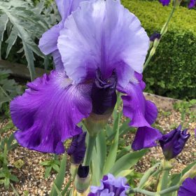 Special Reserve Lavender Purple Bearded Iris Wensleydale