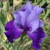 Lavender Purple Bearded Iris Wensleydale