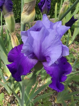 Wensleydale One of our Award Winning Bearded Irises