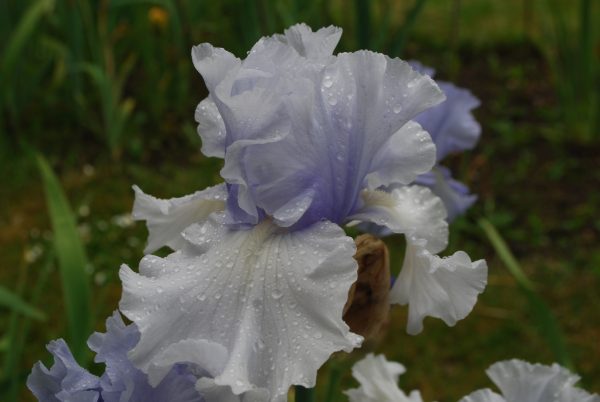 Blue Crevasse One of our Award Winning Bearded irises