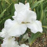 Butterfly White One of Our Award Winning White Bearded Irises