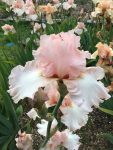 Century Pink One of Pour award Winning Bearded Irises