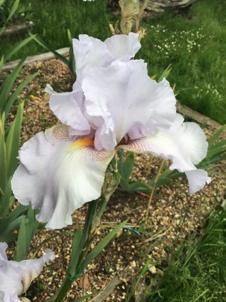 Hen Harrier One of Our award Winning Bearded Irises