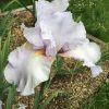 Grey-White Bearded Iris Hen Harrier