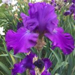 New Purple Seedling One of Our Award Winning Bearded Irises