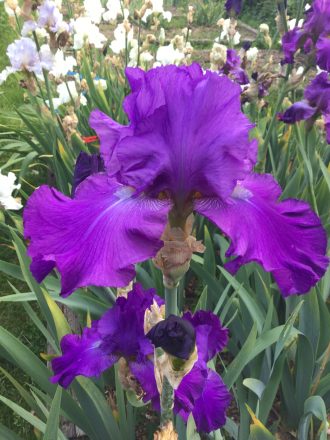 New Purple Seedling One of Our Award Winning Bearded Irises