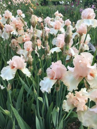 Sherwood Pink One of Our Award Winning Bearded Irises