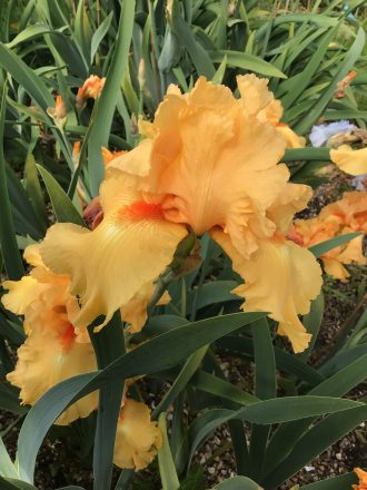 Spring 2026 Summary Update William of Orange