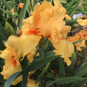 William of Orange one of Our award Winning Orange Bearded Irises