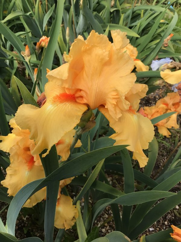 William of Orange one of Our award Winning Orange Bearded Irises