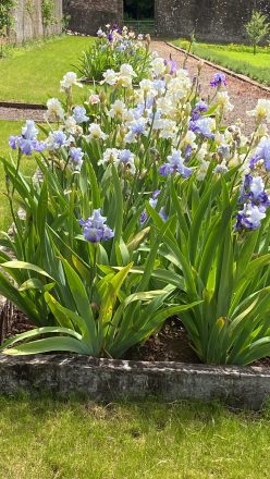 Bearded Irises at Abercamlais