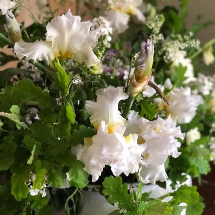 Bearded Irises as Cut Flowers