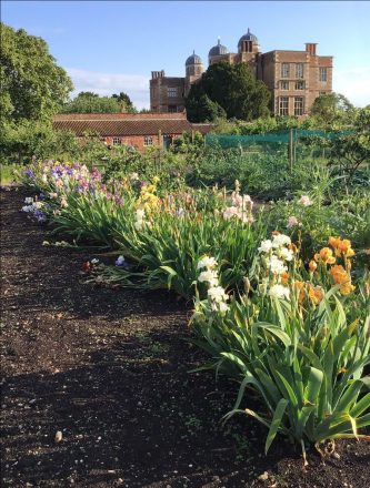 Our Bearded Irises at Doddington