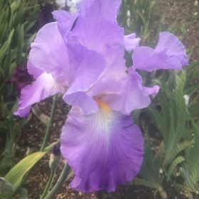 Annabel Jane Lavender Pink Iris