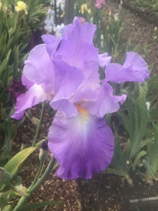Annabel Jane Lavender Pink Iris