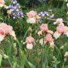 Pink Bearded Iris Century Pink