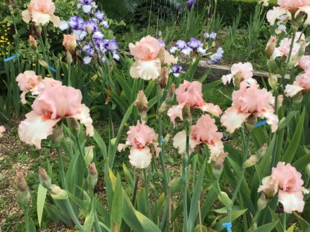 Pink Bearded Irises Century Pink Group