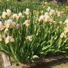 Early Flowering Bearded Iris Dotterel Group