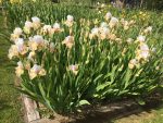 Early Flowering Bearded Iris Dotterel Group