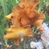 Amber Brown Bearded Iris Givendale