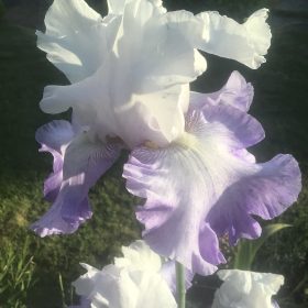 Ice Pinnacle - White Lavender English Bearded Iris from the English Iris Company