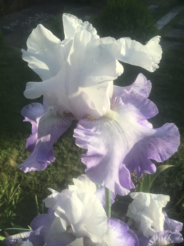 Ice Pinnacle - White Lavender English Bearded Iris from the English Iris Company