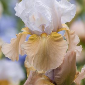 Early Flowering Bearded Iris Dotterel