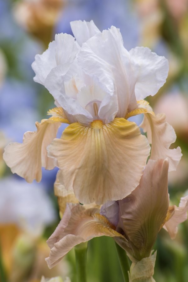 Early Flowering Bearded Iris Dotterel