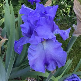 Sapphire Blue Bearded Iris Kildonan