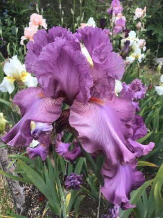 Purple Bearded Iris Philippa Hobart