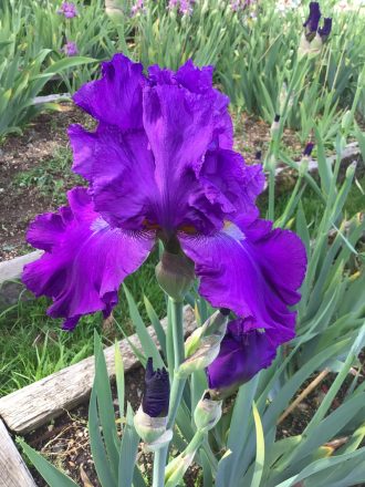 Special Reserve Purple Bearded Iris Tynedale