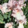 Pink Bearded Iris Century Pink