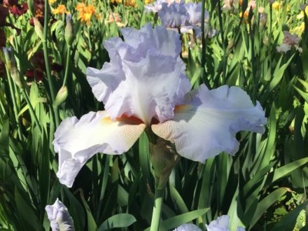 Special Reserve Grey White Bearded Iris Hen Harrier