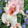 Pink Bearded Iris Nicola Fernie