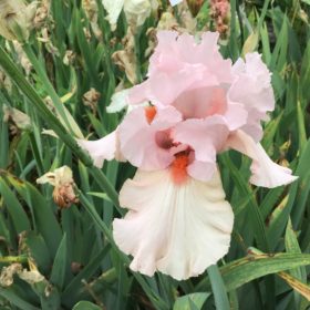 Special Reserve Pink Bearded Iris Nicola Fernie